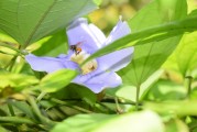 夢到養(yǎng)烏龜，寓意與感悟，夢到養(yǎng)烏龜，寓意與心靈感悟