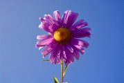 牡丹花園游戲注冊攻略，輕松入門，暢游花海！暢游牡丹花海，輕松注冊攻略，入門必備！