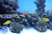 夢游深海之境——記一場巨大魚兒的夢境，夢游深海之境，巨大魚兒的夢境之旅