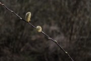 放飛夢(mèng)想——我的風(fēng)箏之夢(mèng)，放飛夢(mèng)想，我的風(fēng)箏之夢(mèng)