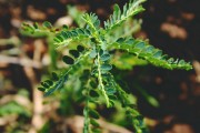 夢(mèng)到一群蛇的寓意與解讀，夢(mèng)到一群蛇的寓意與解析