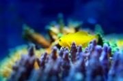 夢中的魚之海，一場與小魚的奇妙邂逅，夢中之海，與小魚的奇妙邂逅