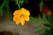 夢(mèng)中的雞語(yǔ)，夢(mèng)中的雞語(yǔ)之謎