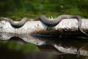 夢(mèng)到打死蛇的寓意與解讀，夢(mèng)到打死蛇的寓意與解讀