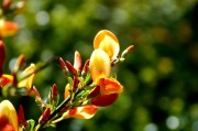 孕婦夢(mèng)到花生，寓意與解讀，孕婦夢(mèng)到花生的寓意與解讀