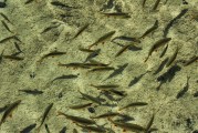 夢(mèng)中的水世界，魚群涌動(dòng)的奧秘，夢(mèng)中的水世界，魚群涌動(dòng)的奧秘之旅