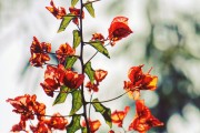 夢中的青蘋果，一段關(guān)于成長與希望的探索，夢中的青蘋果，成長之路上的希望探索