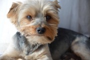 如何輕松注冊(cè)CKU，開(kāi)啟你的犬類生涯，輕松開(kāi)啟犬類生涯，CKU注冊(cè)指南