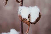 如何看待短纖期貨不能購買的情況？背后的原因和影響是什么？