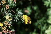 夢到花園，心靈的綠洲與生命的交響，夢中的花園，心靈的綠洲與生命的交響