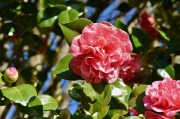 夢(mèng)中的桑葚——一段甜蜜的回憶，夢(mèng)中的桑葚，甜蜜回憶的果實(shí)