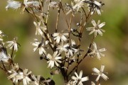 槐花之夢(mèng)，一場(chǎng)絢爛的幻境，槐花之夢(mèng)，絢爛幻境的追尋