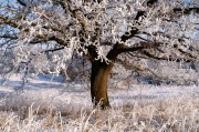 夢中的雪舞，一場飄灑的冬日之夢，夢中的雪舞，飄灑的冬日之夢