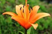 百合花：上半年營收 12.21 億，利潤大增