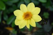 夢(mèng)中的綠色植物，生命的啟示與心靈的滋養(yǎng)，夢(mèng)中的綠色植物，生命的啟示與心靈的滋養(yǎng)