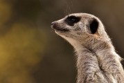 劍齒虎，一款無需付費的動物戰(zhàn)斗冒險游戲，劍齒虎，無限制免費動物戰(zhàn)斗冒險游戲