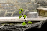 夢(mèng)到綠草，生命的希望與心靈的慰藉，夢(mèng)境綠草，生命的希望與心靈的慰藉