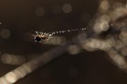 夢到頭皮屑，一次關(guān)于自我認(rèn)知的探索