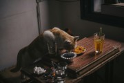 夢(mèng)中奇遇，我生下了一只貓
