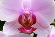 探索蘭花的世界，一款包含蘭花種類的免費(fèi)游戲下載，蘭花世界，探索和解鎖蘭花的高清游戲下載