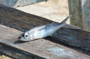 夢到撈魚，寓意與解讀