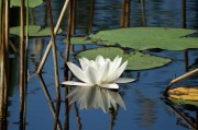 夢(mèng)中的魚舞，一場(chǎng)水中的跳躍之夢(mèng)，夢(mèng)中的魚舞，水中的跳躍之夢(mèng)