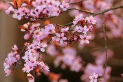 夢中的開花樹，生命的啟示與美好，夢中的開花樹，生命的啟示與美好
