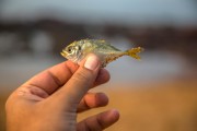 夢到釣到魚，寓意與解讀，夢到釣到魚的寓意與解讀