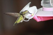 蜂鳥(niǎo)配送注冊(cè)攻略，輕松開(kāi)啟您的蜂鳥(niǎo)配送之旅，蜂鳥(niǎo)配送注冊(cè)指南，輕松起步您的配送生涯