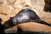 大魚吃小魚免費(fèi)版游戲帶你暢游捕魚海洋，大魚吃小魚，免費(fèi)捕魚海洋體驗(yàn)