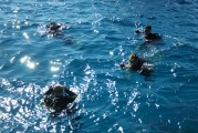 夢(mèng)中的泥鰍魚(yú)之旅，夢(mèng)游泥鰍魚(yú)之奇遇