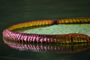 免費(fèi)植物大戰(zhàn)僵尸游戲——讓你享受無盡的種植與保衛(wèi)的樂趣，全球最經(jīng)典的免費(fèi)植物防御策略游戲，植物大戰(zhàn)僵尸