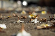 夢中尋覓，地上繁多的頭發(fā)，夢中尋覓，發(fā)絲繁多的秘密