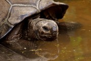 夢中釣魚奇遇，釣到神秘烏龜?shù)钠婊弥?，夢中釣魚奇遇，釣到神秘烏龜?shù)钠婊弥? title=