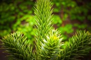虛擬世界中的植物游戲免費體驗——探討其價值與影響，虛擬世界，植物游戲的娛樂價值及其對社會的影響