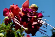 紅塵免費(fèi)游戲，讓夢(mèng)想在指尖綻放，實(shí)現(xiàn)夢(mèng)想，只需指尖輕輕一抹，紅塵的游戲?qū)呦蜉x煌