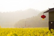 夢中的花?！业脑曰ㄖ?，夢中的花海，我的栽花之旅