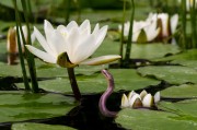 草莓之夢(mèng)，一場(chǎng)甜蜜的幻游，草莓之夢(mèng)，甜蜜幻游的旅程