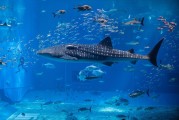 夢(mèng)中魚(yú)海，寓意何在？，夢(mèng)中魚(yú)海，寓意之謎