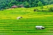 一款讓玩家深度體驗(yàn)農(nóng)業(yè)種植樂(lè)趣的免費(fèi)農(nóng)場(chǎng)種菜游戲，耕作樂(lè)土，輕松有趣的農(nóng)業(yè)種植游戲