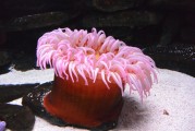 夢(mèng)到抓魚，豐收與希望的象征，夢(mèng)到抓魚，豐收與希望的象征