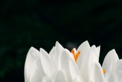 夢(mèng)到頭發(fā)白了，歲月痕跡下的心靈覺(jué)醒，夢(mèng)到頭發(fā)白皙，心靈在歲月痕跡下的覺(jué)醒