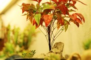 孕婦夢(mèng)到種菜的寓意與解讀，孕婦夢(mèng)到種菜的寓意與解析