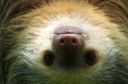 夢中的野生動物，神秘的自然之語，夢中的野生動物，神秘的自然之語