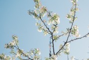 夢(mèng)中的樹斷了——探索內(nèi)心深處的隱喻，夢(mèng)中的樹斷了，內(nèi)心深處的隱喻探索