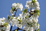 櫻花插件網(wǎng)站，邂逅春日浪漫，暢游花海中的數(shù)字世界