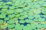 孕婦夢(mèng)到蔥，寓意與解讀