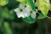 夢(mèng)到離世的親人，心靈的對(duì)話與思念的延續(xù)，離世親人的心靈對(duì)話，思念的延續(xù)與夢(mèng)中的交流