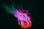解讀夢(mèng)境中的懷孕象征，解讀夢(mèng)境中的懷孕象征。