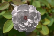 懷孕期間夢(mèng)到玫瑰花的寓意與解讀，懷孕期間夢(mèng)到玫瑰花的寓意與解讀